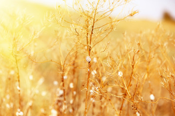 Meadow  with sunlight