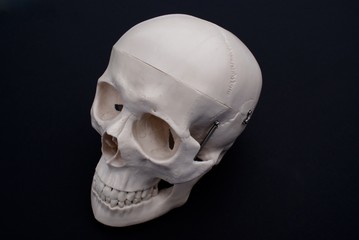 Skull Anatomy Side View