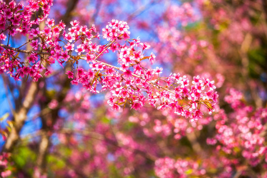 Japanese cherry blossom in spring. selective soft focus