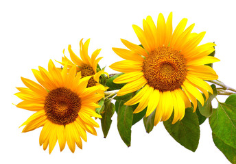 Bouquet of sunflowers
