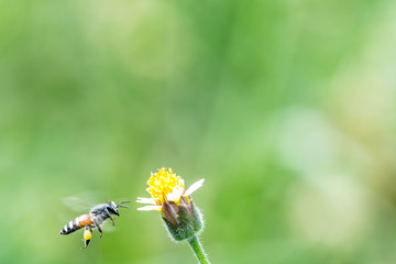 flying bee