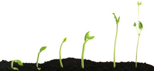 Bean seed germination different stages isolated on white