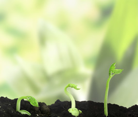 Bean seed germination different stages on nature background