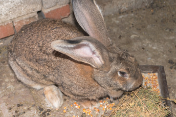 Brown rabbit giant in cage close-up