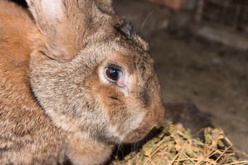 Brown rabbit giant in cage close-up
