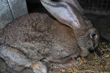 Brown rabbit giant in cage close-up