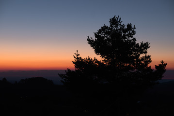 Gosser baum in der Abenddämmerung