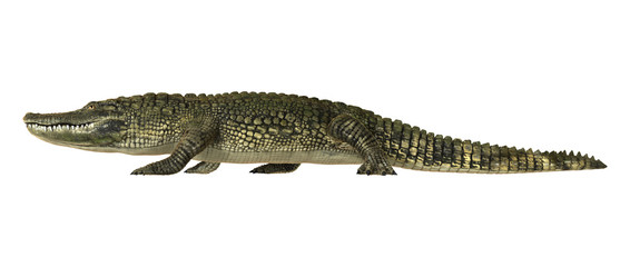 Naklejka premium American Alligator
