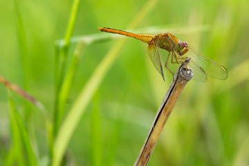 Dragonfly on leaf