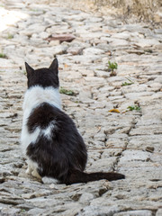 sitzende Katze von hinten
