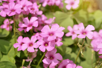 close-up pink phlox subulata