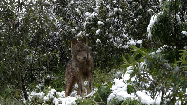  canis lupus signatus, Iberian wolf in the bushes snowy