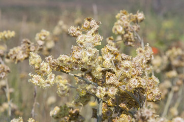 Dry Golden Everlasting flowers outdoor