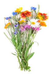 Wildflowers isolated on white