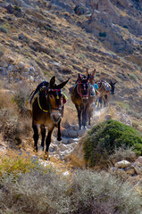 Asini in cammino verso thira