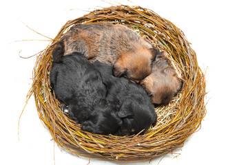 four cute little puppies in straw nest