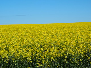 Obraz premium Canola Field