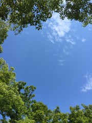 木に囲まれた青空