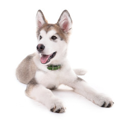 Cute Malamute puppy lying isolated on white