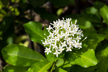 White flowers