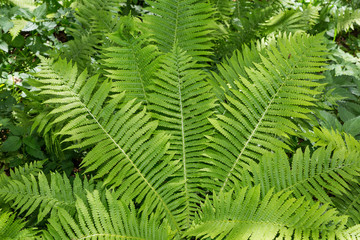 fern forest