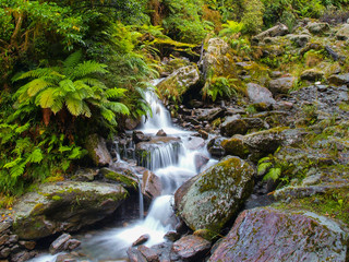 Fototapeta premium Waterfall in New zealand rain forest