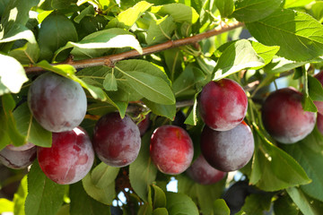 Branch of plum tree closeup