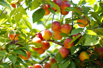 Branch of plum tree closeup