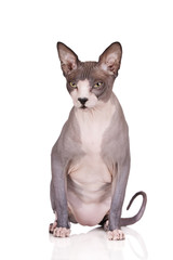 canadian sphynx cat on white