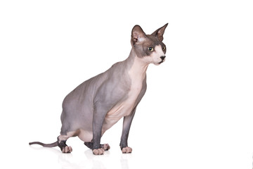 canadian sphynx cat on white