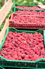 raspberries in crates