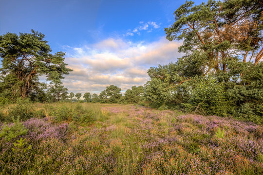 Heathland Stroothuizen