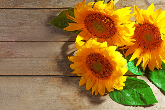 Beautiful bright sunflowers on wooden table close up