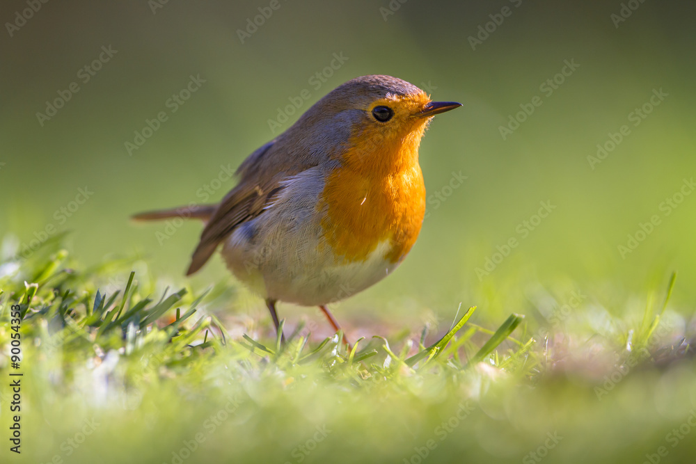 Sticker robin in a grass field