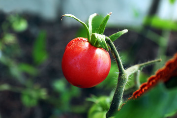 Tomato growing in garden