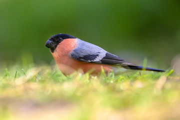 Foraging Eurasian Bullfinch