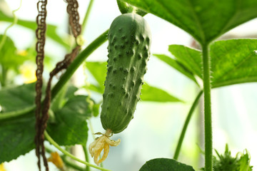 Cucumber growing in garden
