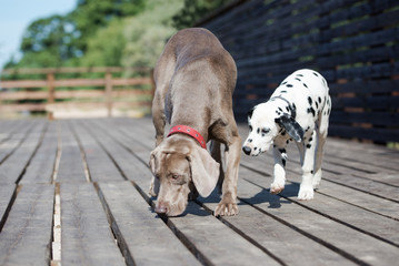 dalmatian puppy and weimaraner dog outdoors - obrazy, fototapety, plakaty