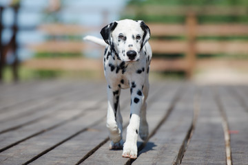 dalmatian dog walking outdoors