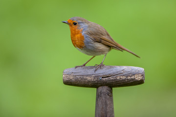 Robin perched on a shovel