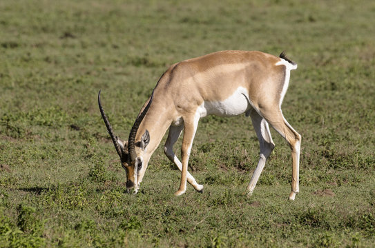 Gazelle de Grant, Gazella Grantii, Afrique de l'Est