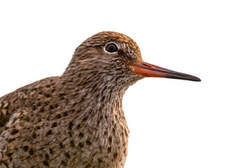 Head Common Redshank clipping path