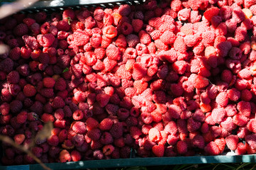 rapberries in crates