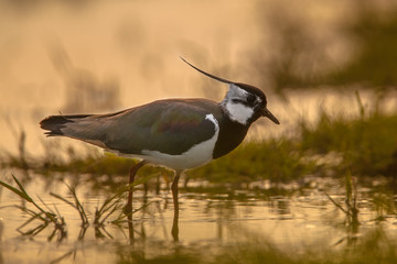 Male Northern Lapwing sillhouette