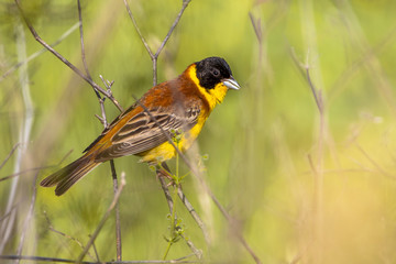 Black headed Bunting perched on a branche