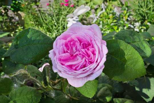 pink rose on a bush closeup