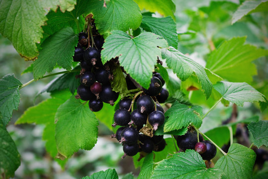 black currant on a branch close-up