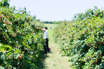 raspberry picking