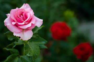 red rose with water drop