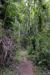 Mushroom shape like cup of champagne